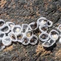 IMG_5814 13/10/2019 - Surprise en soulevant un bois flotté : des araignées qui couvent leurs œufs. A fascinating find on our beachcombing walk along the rocky Pacific...